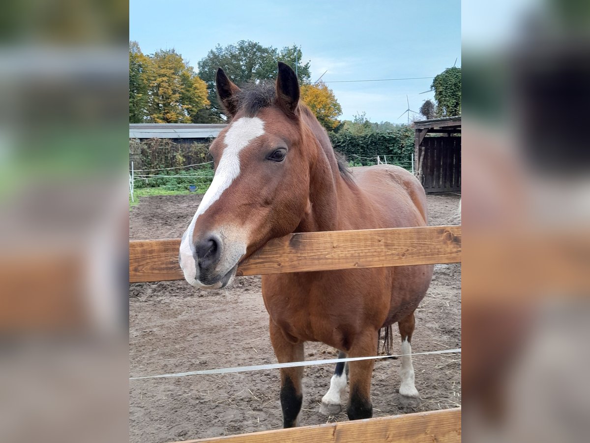 Haflinger / Avelignese Mix Castrone 15 Anni 148 cm Baio in Bremen