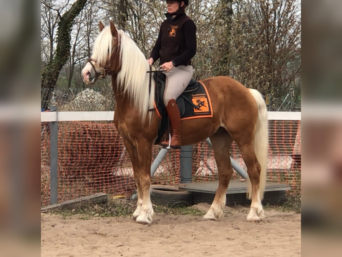 Haflinger / Avelignese Castrone 15 Anni 150 cm in Mainbernheim