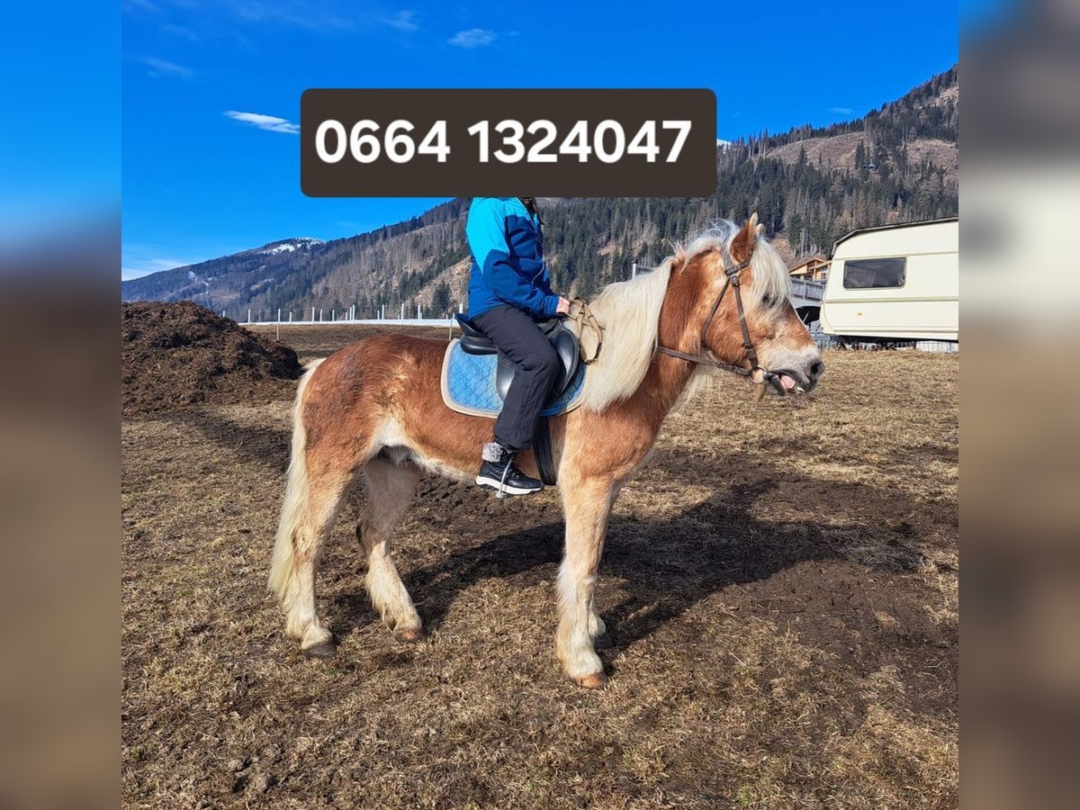 Haflinger / Avelignese Castrone 15 Anni 150 cm in Obertilliach