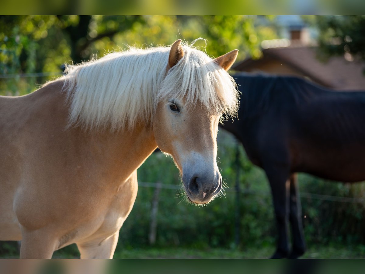 Haflinger / Avelignese Castrone 15 Anni 152 cm Baio chiaro in Traitsching