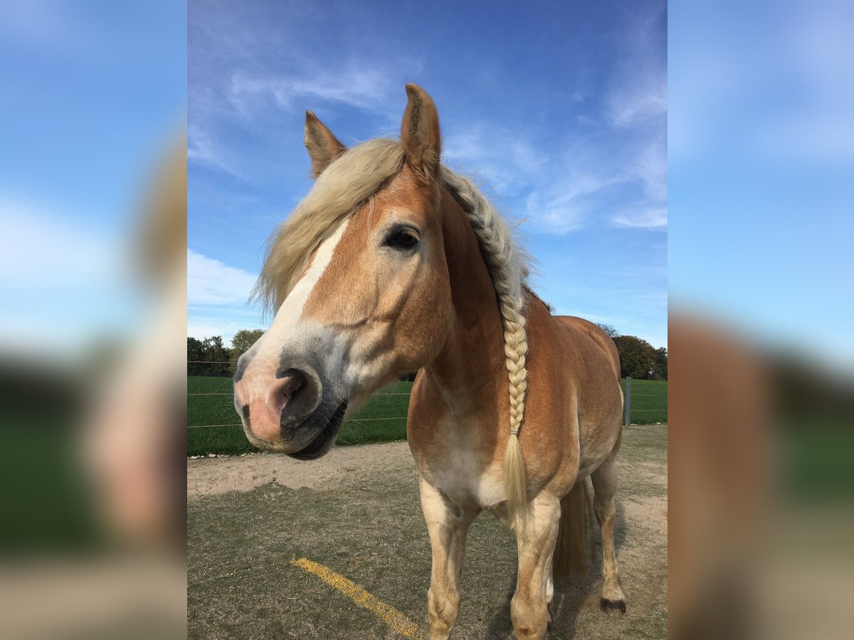 Haflinger / Avelignese Castrone 15 Anni 157 cm Sauro in Dortmund