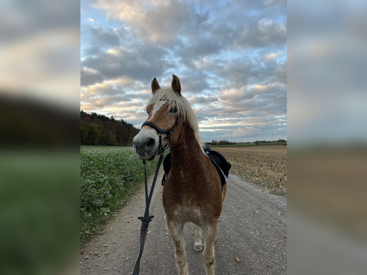 Haflinger / Avelignese Castrone 16 Anni 148 cm in Niedernberg