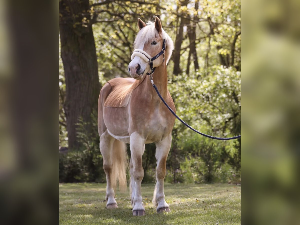 Haflinger / Avelignese Castrone 16 Anni 150 cm Baio chiaro in Berlin