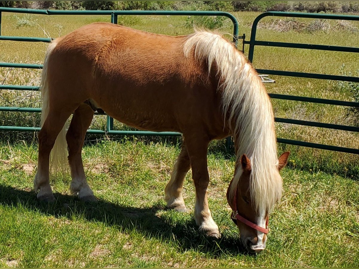 Haflinger / Avelignese Castrone 17 Anni 142 cm Sauro scuro in Fort Mohave