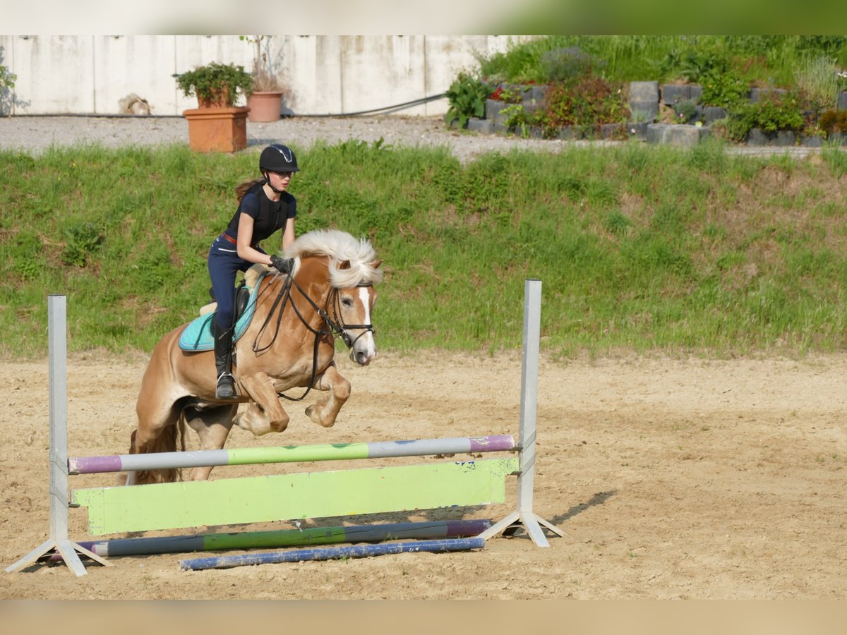 Haflinger / Avelignese Mix Castrone 17 Anni 148 cm Sauro in Viersen