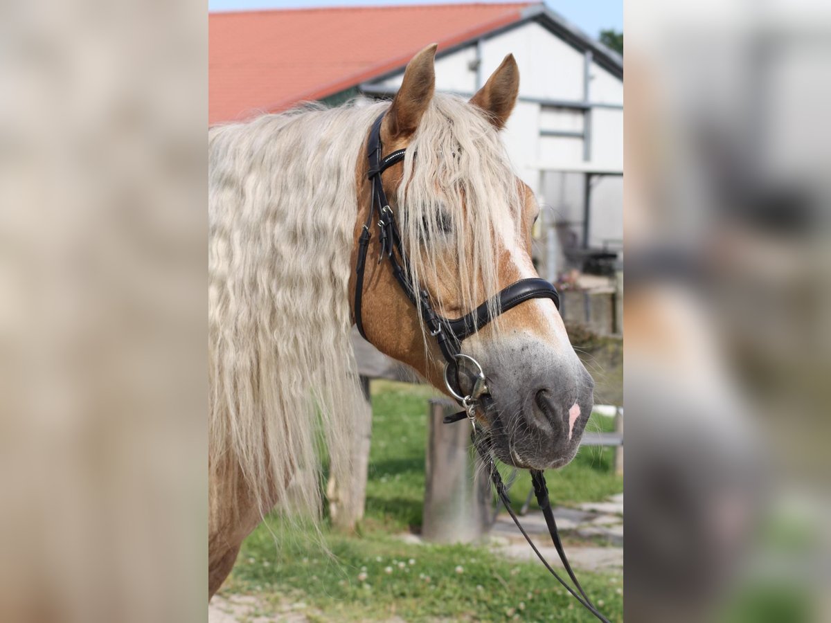 Haflinger / Avelignese Castrone 18 Anni 150 cm Falbo in Scharbeutz