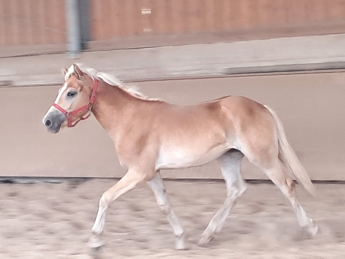 Haflinger / Avelignese Castrone 1 Anno 155 cm Sauro in Wuppertal