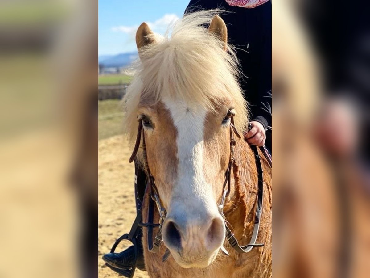 Haflinger / Avelignese Castrone 20 Anni in Ober-Grafendorf