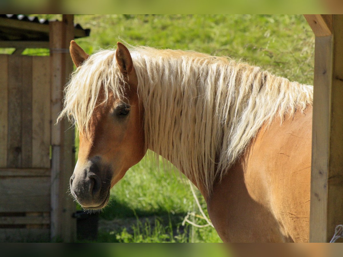 Haflinger / Avelignese Castrone 2 Anni 143 cm Sauro ciliegia in Burghaun