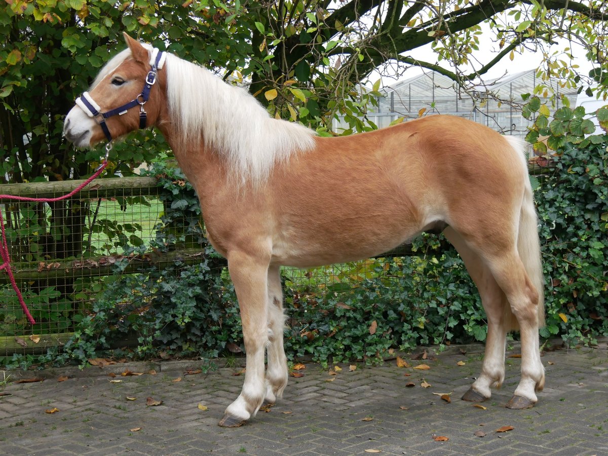 Haflinger / Avelignese Castrone 2 Anni 145 cm in Dorsten