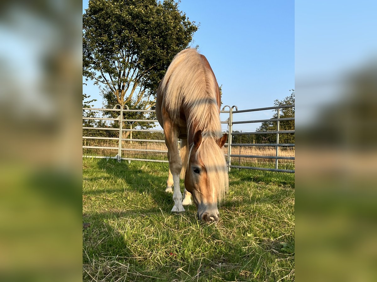 Haflinger / Avelignese Castrone 2 Anni 146 cm Sauro in Walsrode