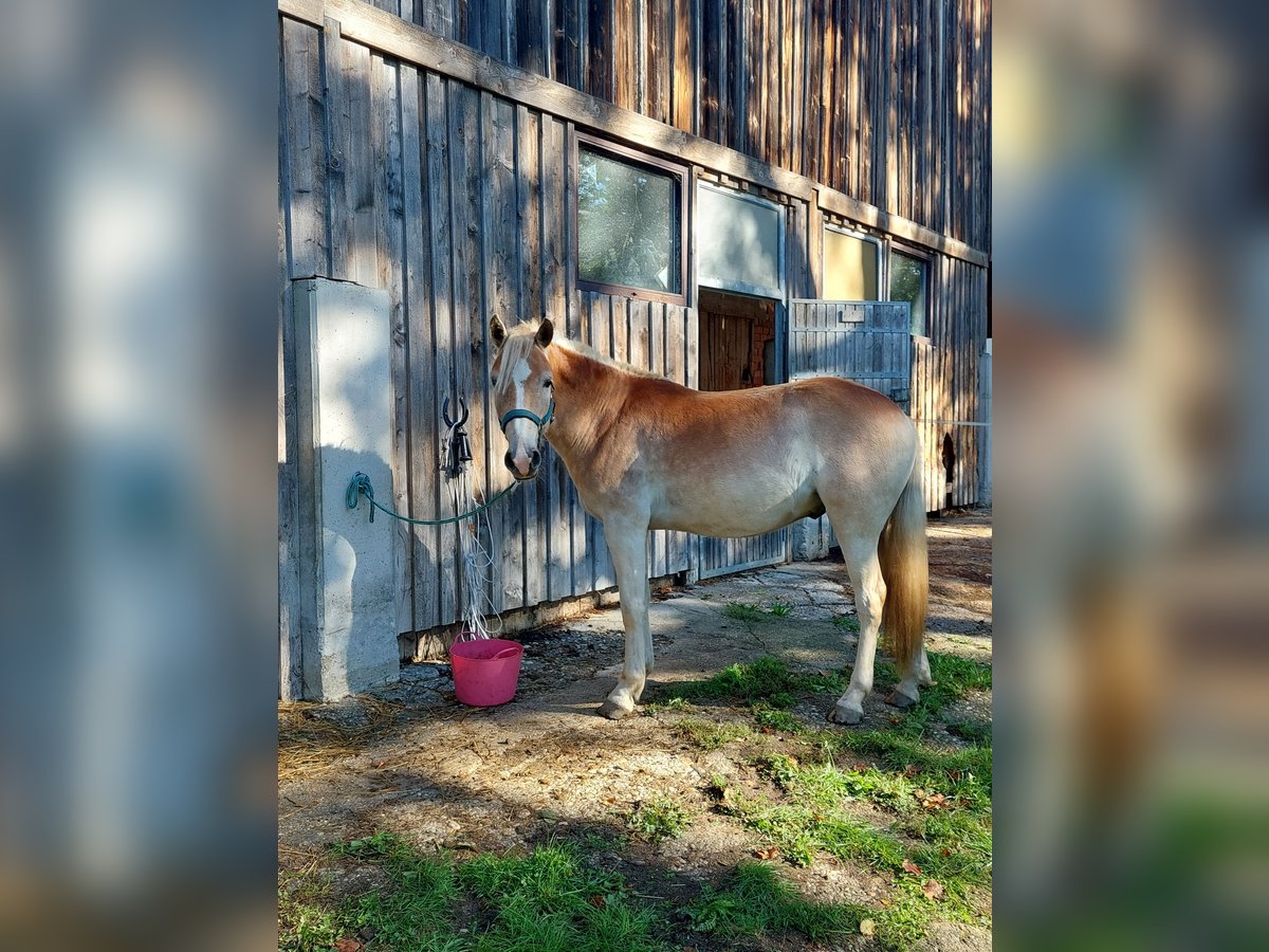 Haflinger / Avelignese Castrone 3 Anni 145 cm in Waldkirchen am Wesen