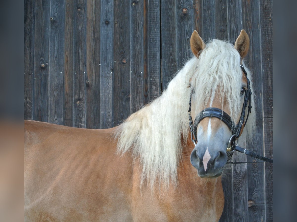 Haflinger / Avelignese Castrone 3 Anni 147 cm Sauro in Leobersdorf