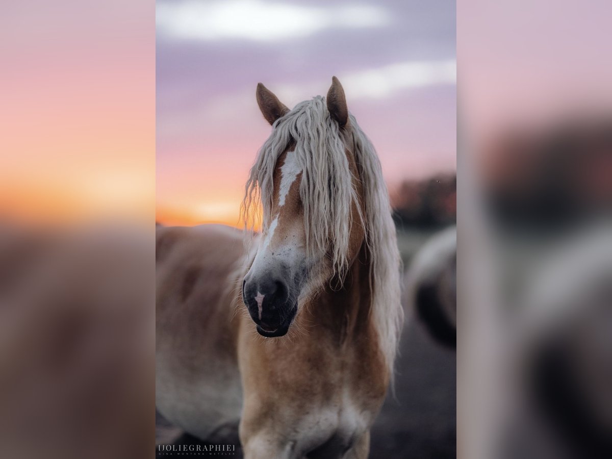 Haflinger / Avelignese Castrone 3 Anni 148 cm in Trebbin