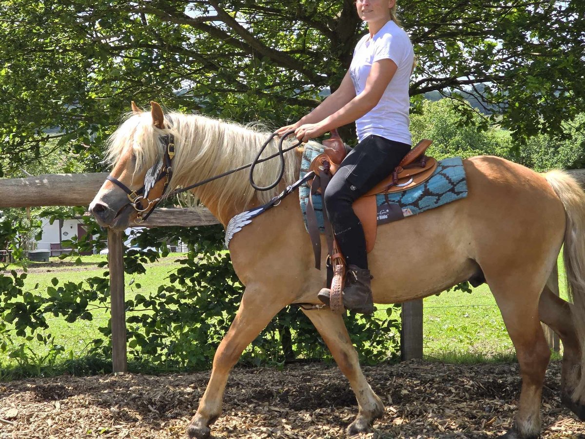 Haflinger / Avelignese Castrone 3 Anni 149 cm Sauro in Linkenbach