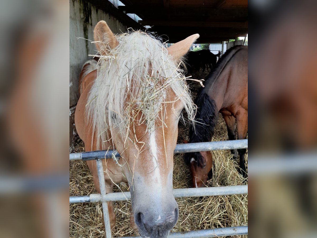 Haflinger / Avelignese Castrone 3 Anni Sauro in Niederzier