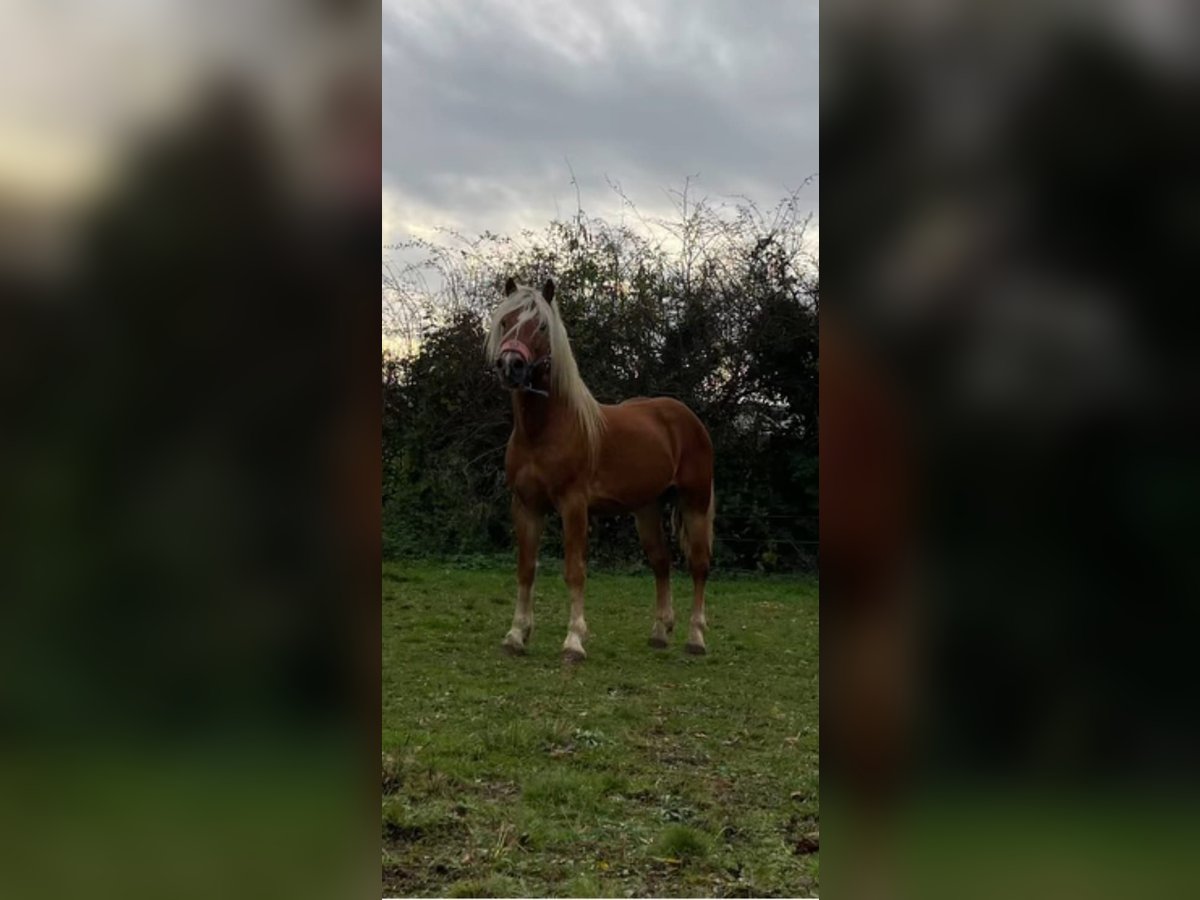 Haflinger / Avelignese Castrone 4 Anni 143 cm Sauro in Niederzier