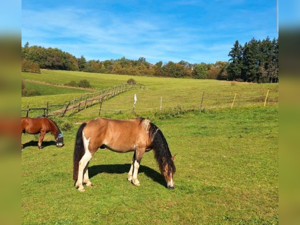 Haflinger / Avelignese Mix Castrone 4 Anni 146 cm Pezzato in Eltville am Rhein