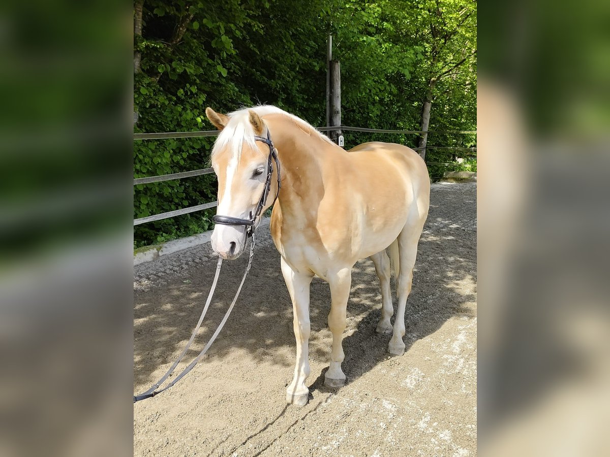 Haflinger / Avelignese Castrone 4 Anni 148 cm Sauro in Schleedorf