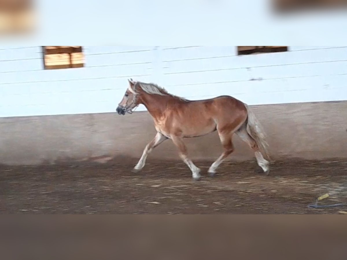 Haflinger / Avelignese Castrone 4 Anni 151 cm Sauro in Niederzier