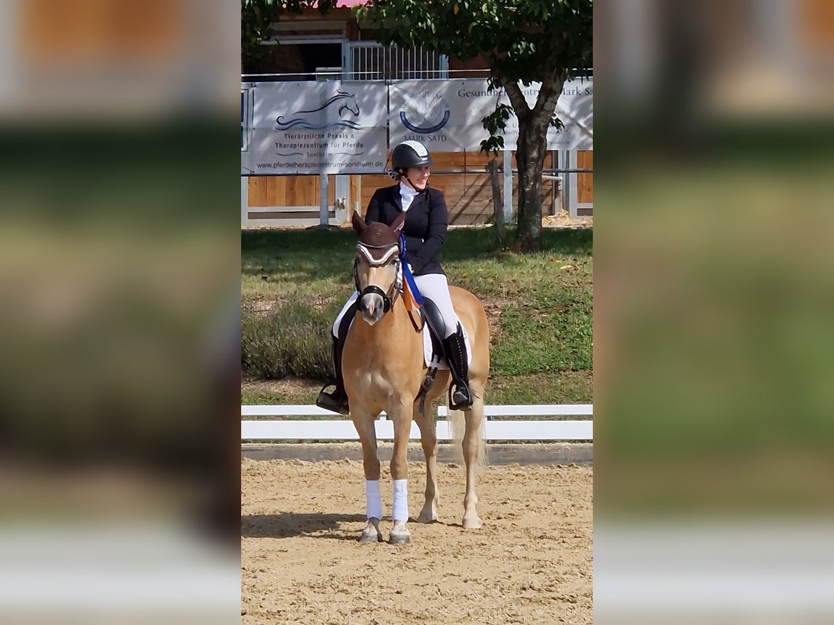 Haflinger / Avelignese Castrone 4 Anni 152 cm Palomino in Neuhof an der Zenn