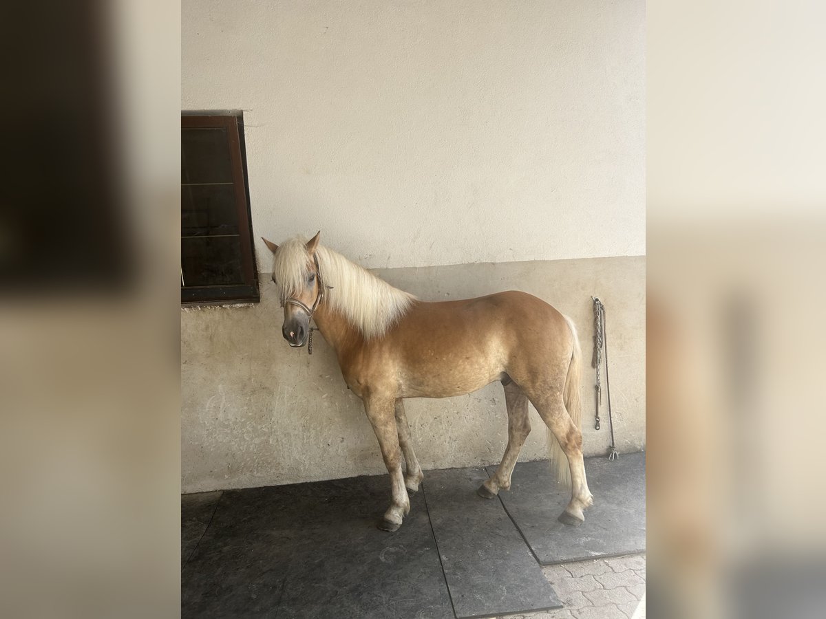 Haflinger / Avelignese Castrone 5 Anni 142 cm in St. Peter am Wechsel