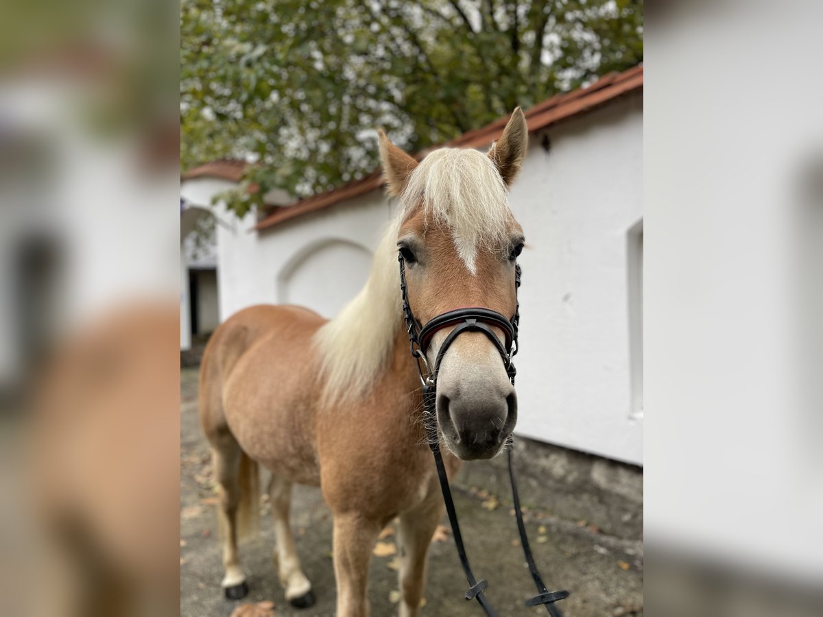 Haflinger / Avelignese Castrone 5 Anni 143 cm Sauro scuro in Szarvaskend