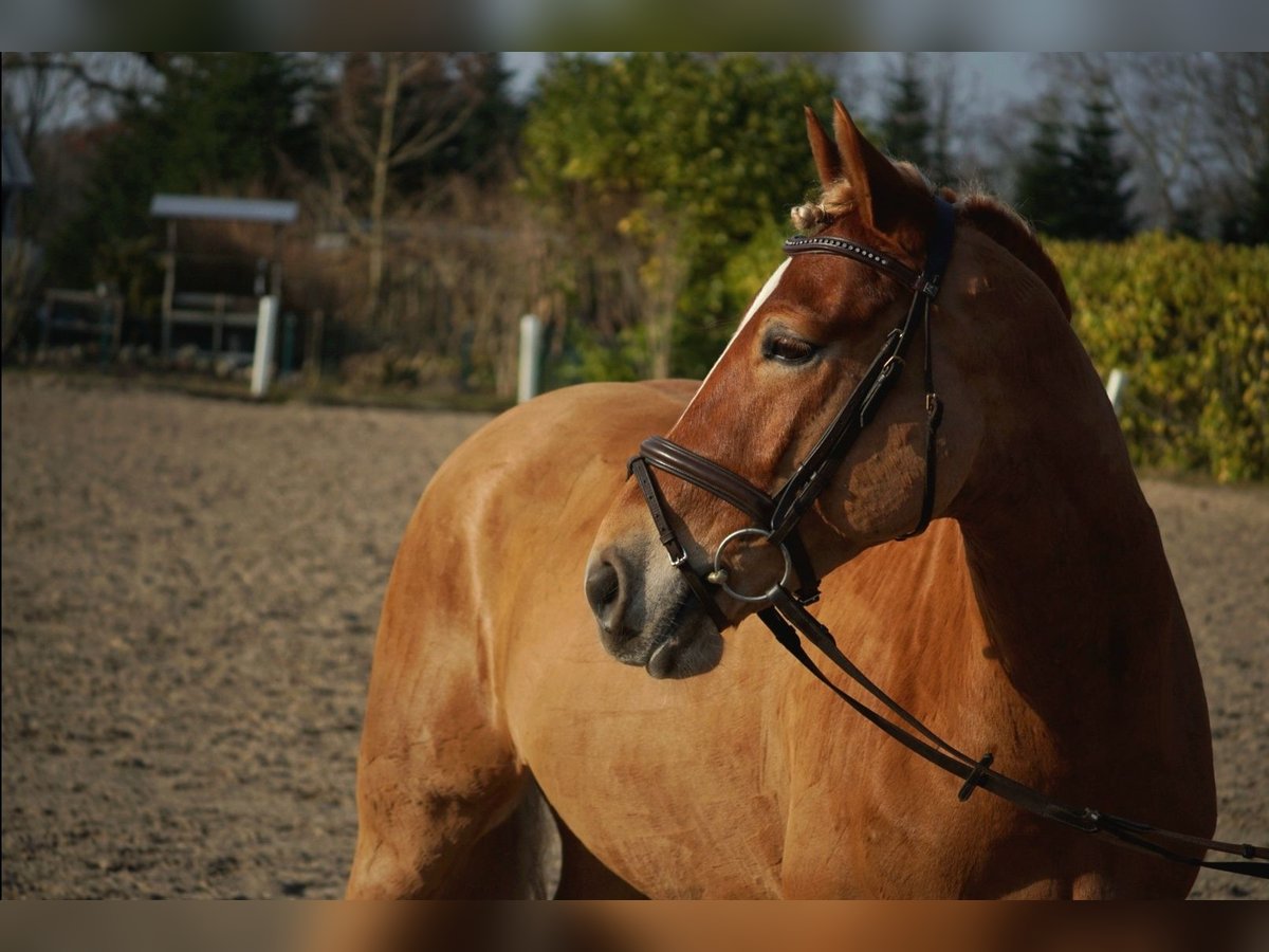 Haflinger / Avelignese Castrone 5 Anni 146 cm Sauro in Bremerhaven