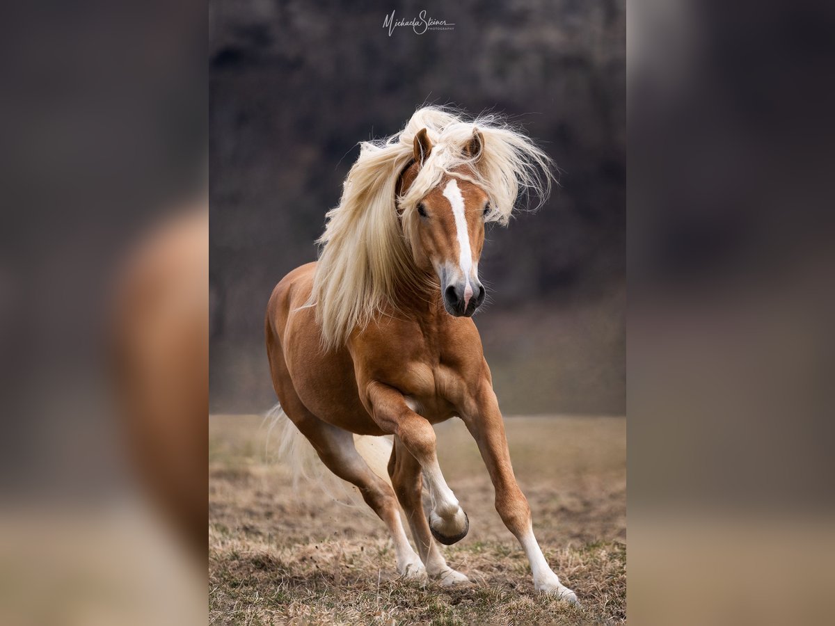 Haflinger / Avelignese Castrone 5 Anni 150 cm Sauro in Marktschellenberg