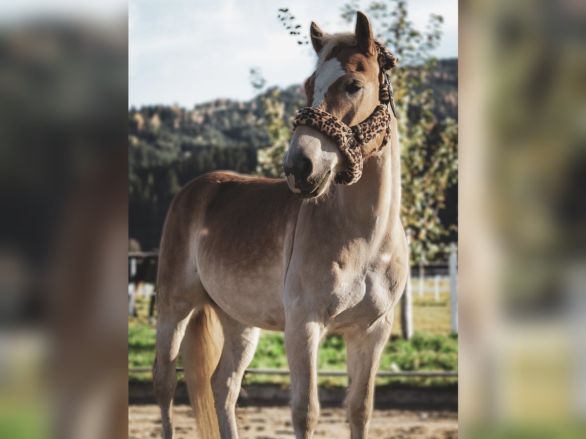 Haflinger / Avelignese Castrone 5 Anni 150 cm Sauro in Radstadt