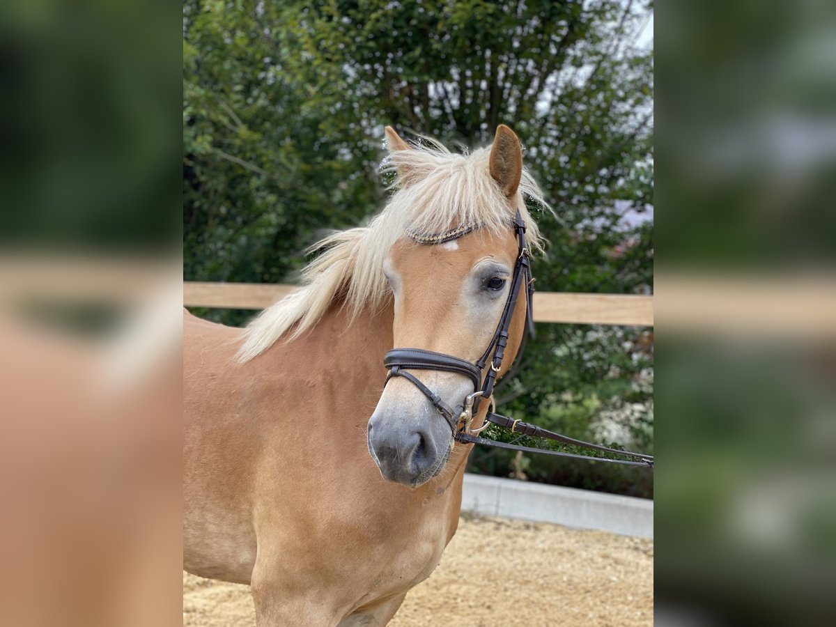 Haflinger / Avelignese Castrone 5 Anni 150 cm Sauro in Iggingen