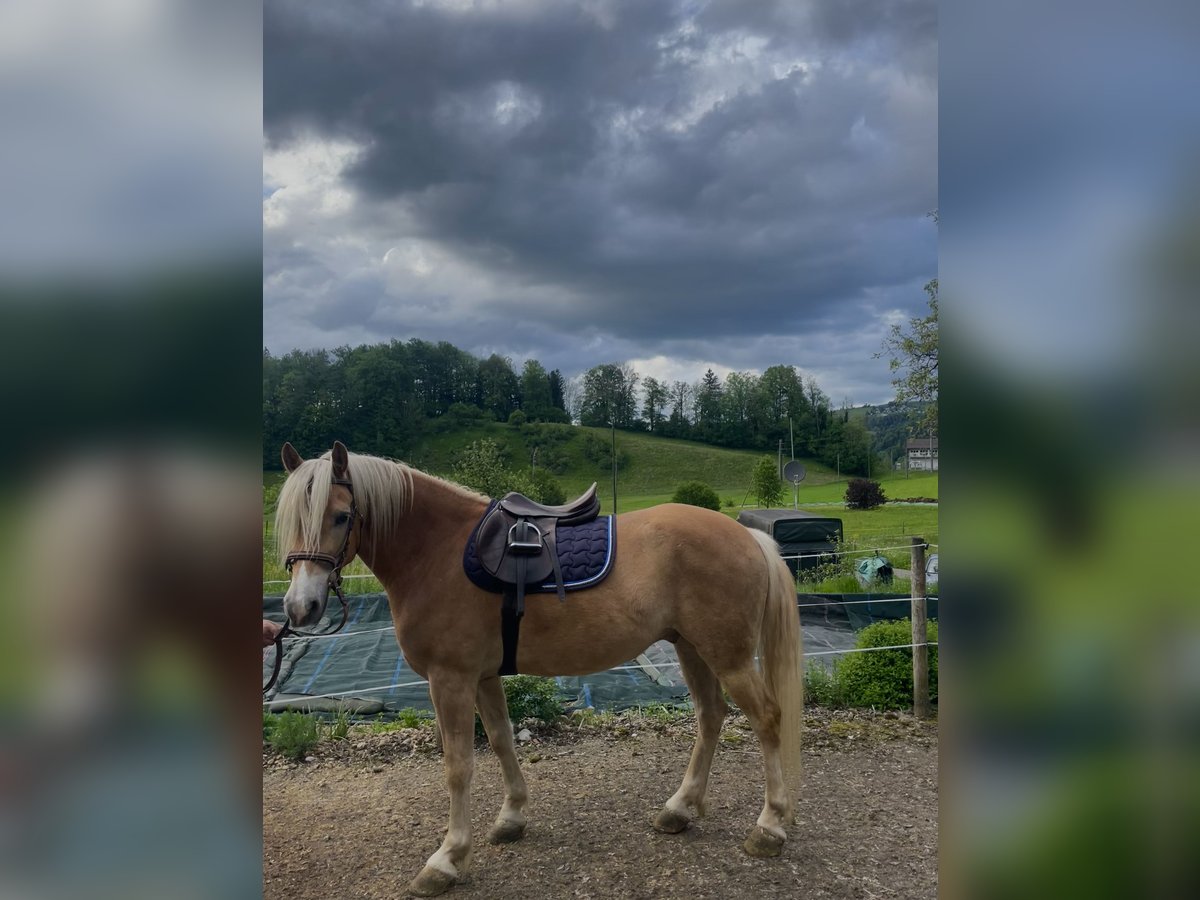 Haflinger / Avelignese Castrone 5 Anni 155 cm Baio chiaro in Morgarten