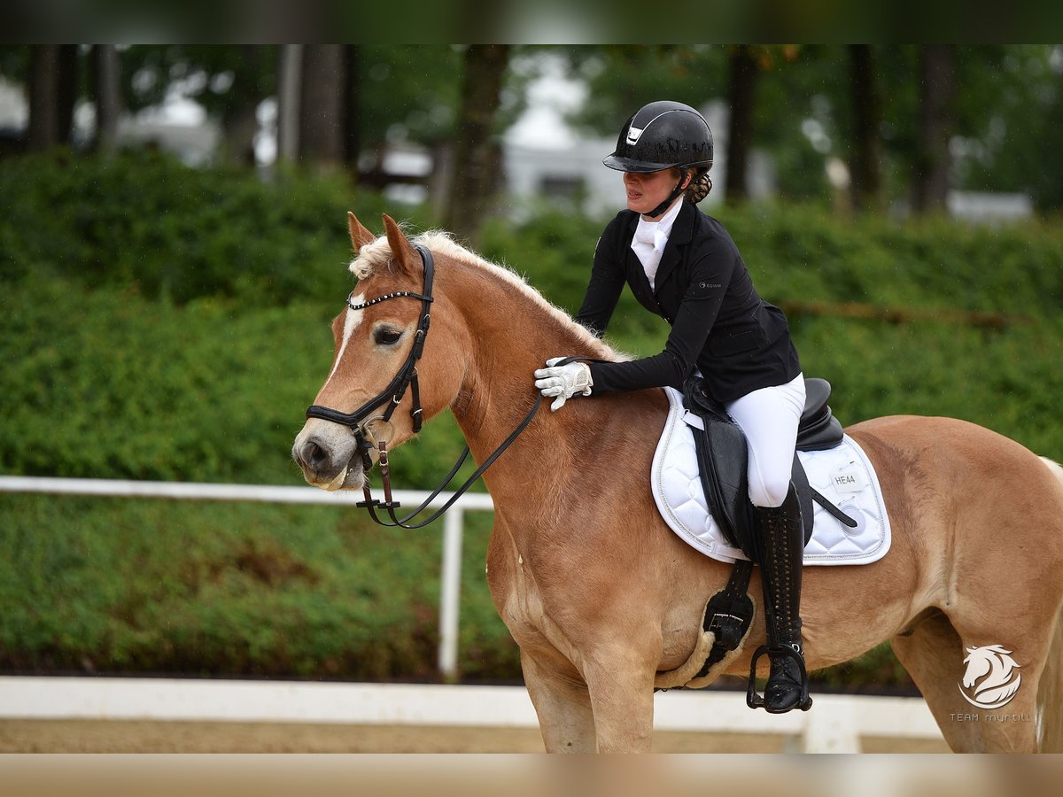 Haflinger / Avelignese Castrone 5 Anni 156 cm Baio chiaro in Neustift