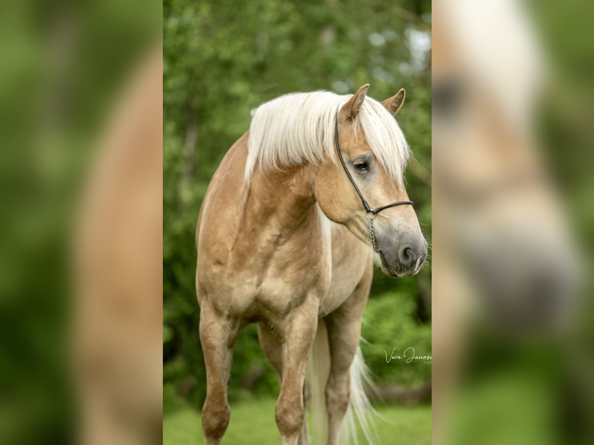 Haflinger / Avelignese Castrone 5 Anni 158 cm Sauro in Pelmberg