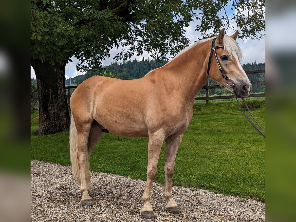 Haflinger / Avelignese Castrone 5 Anni 162 cm Sauro in Trachselwald