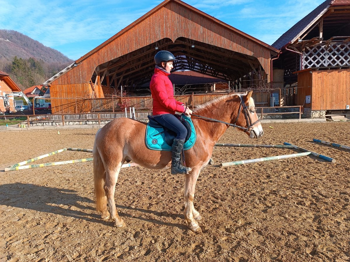 Haflinger / Avelignese Castrone 6 Anni 146 cm Sauro scuro in Sevnica