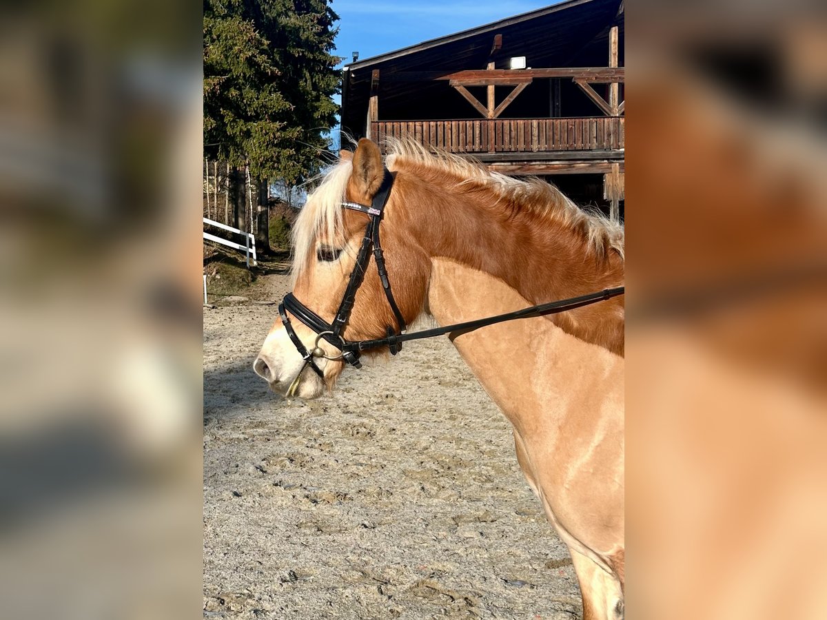 Haflinger / Avelignese Castrone 6 Anni 150 cm Sauro in Pelmberg