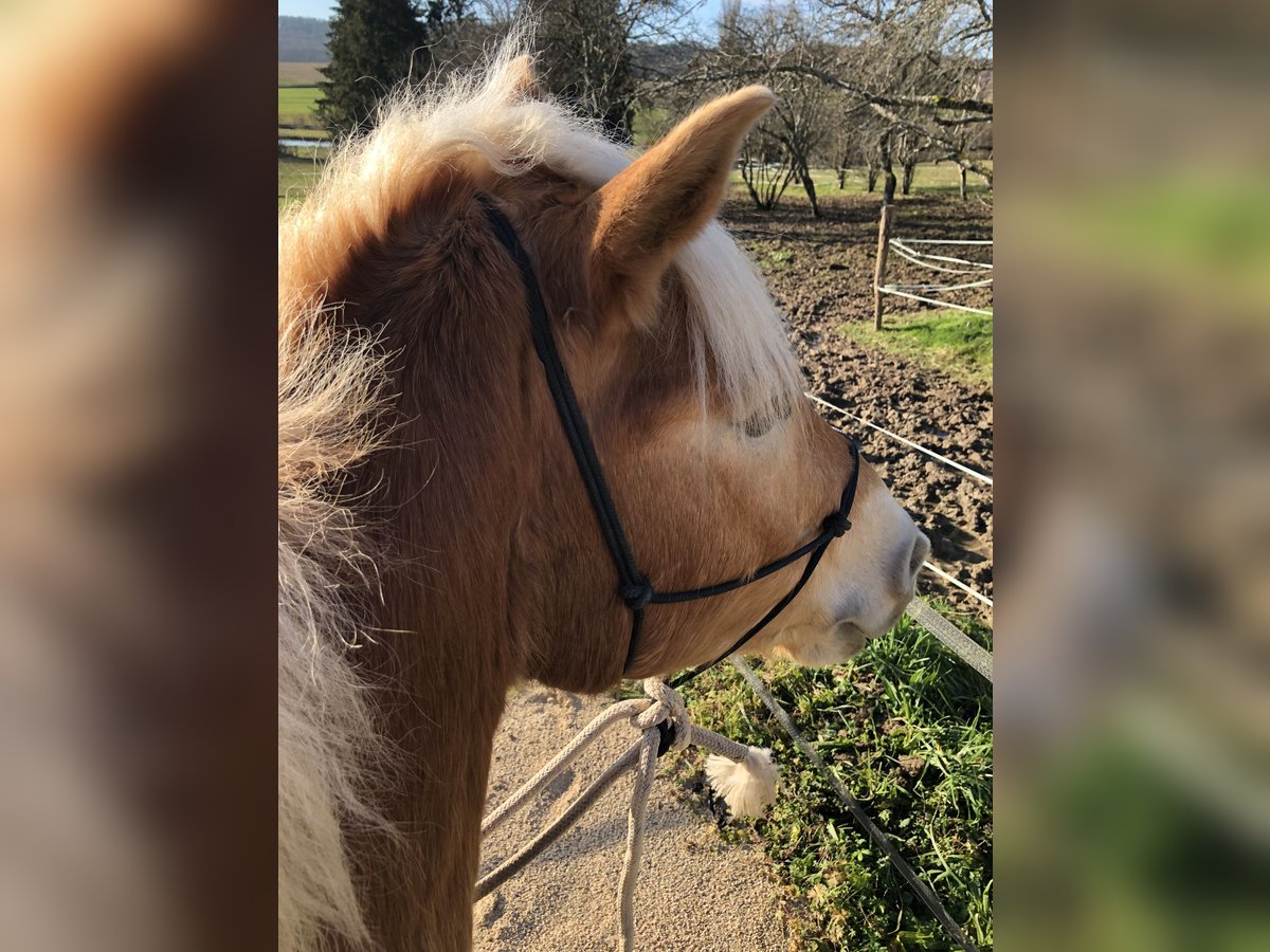 Haflinger / Avelignese Castrone 6 Anni 150 cm Sauro ciliegia in Lure