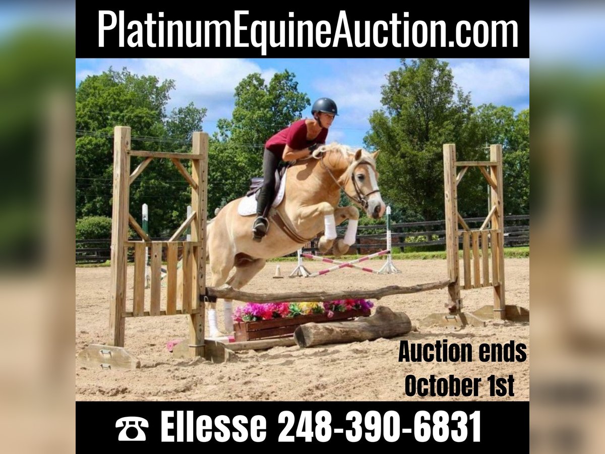 Haflinger / Avelignese Castrone 6 Anni Palomino in Highland MI