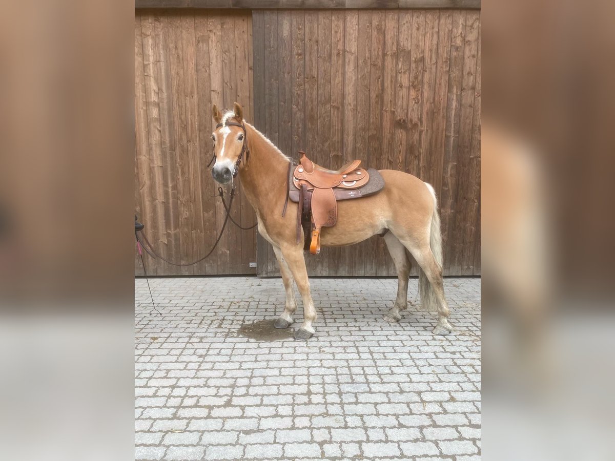 Haflinger / Avelignese Castrone 7 Anni 150 cm Sauro in Kaprun