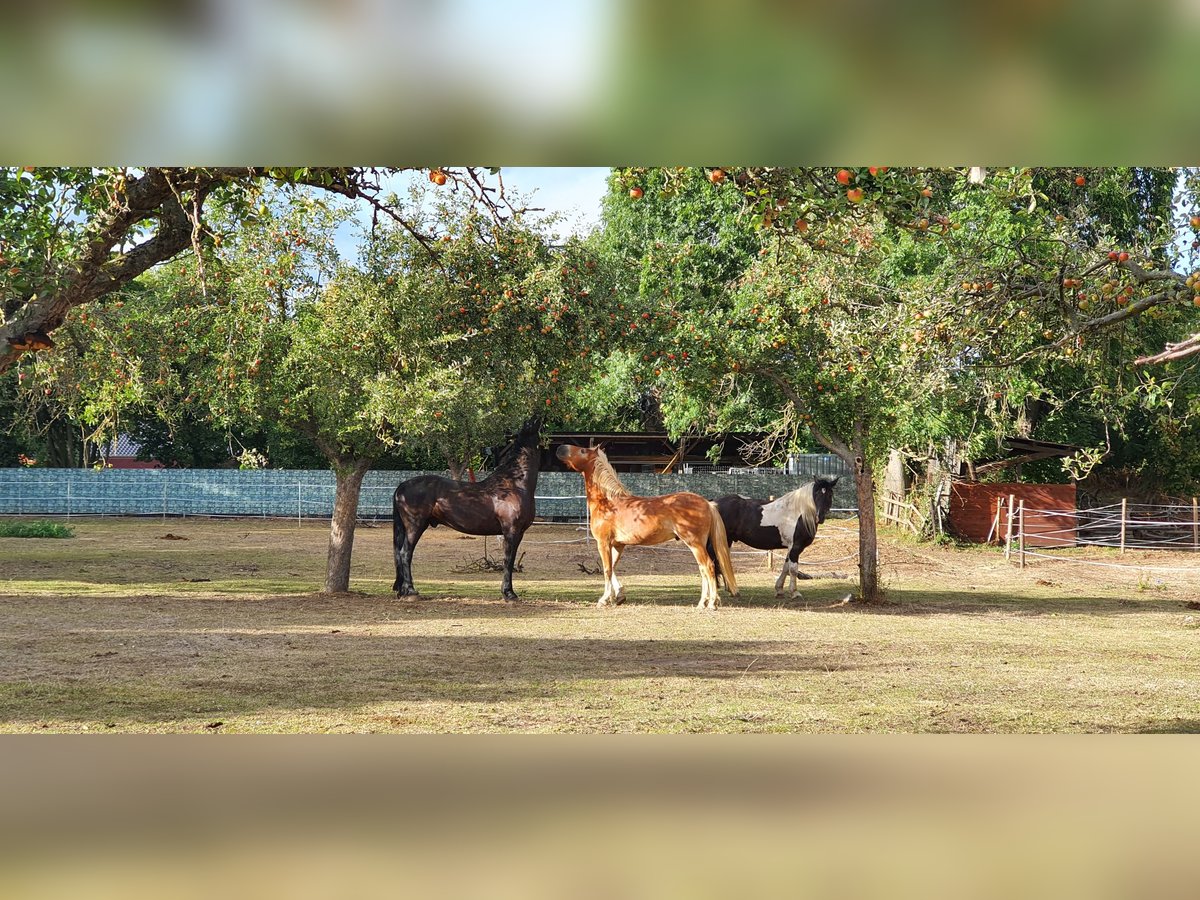 Haflinger / Avelignese Castrone 7 Anni 155 cm in Nörvenich