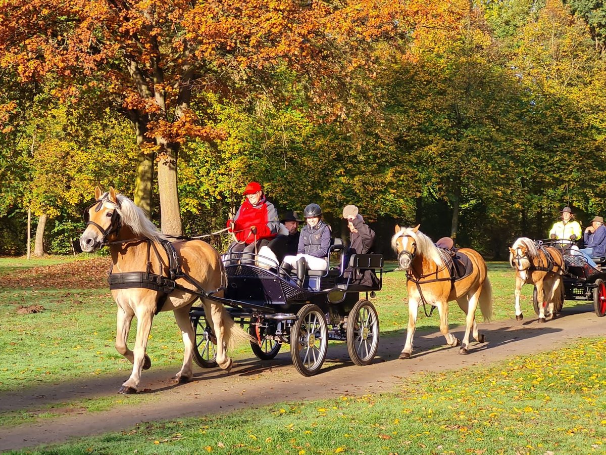 Haflinger / Avelignese Castrone 7 Anni 163 cm Sauro in Telgte