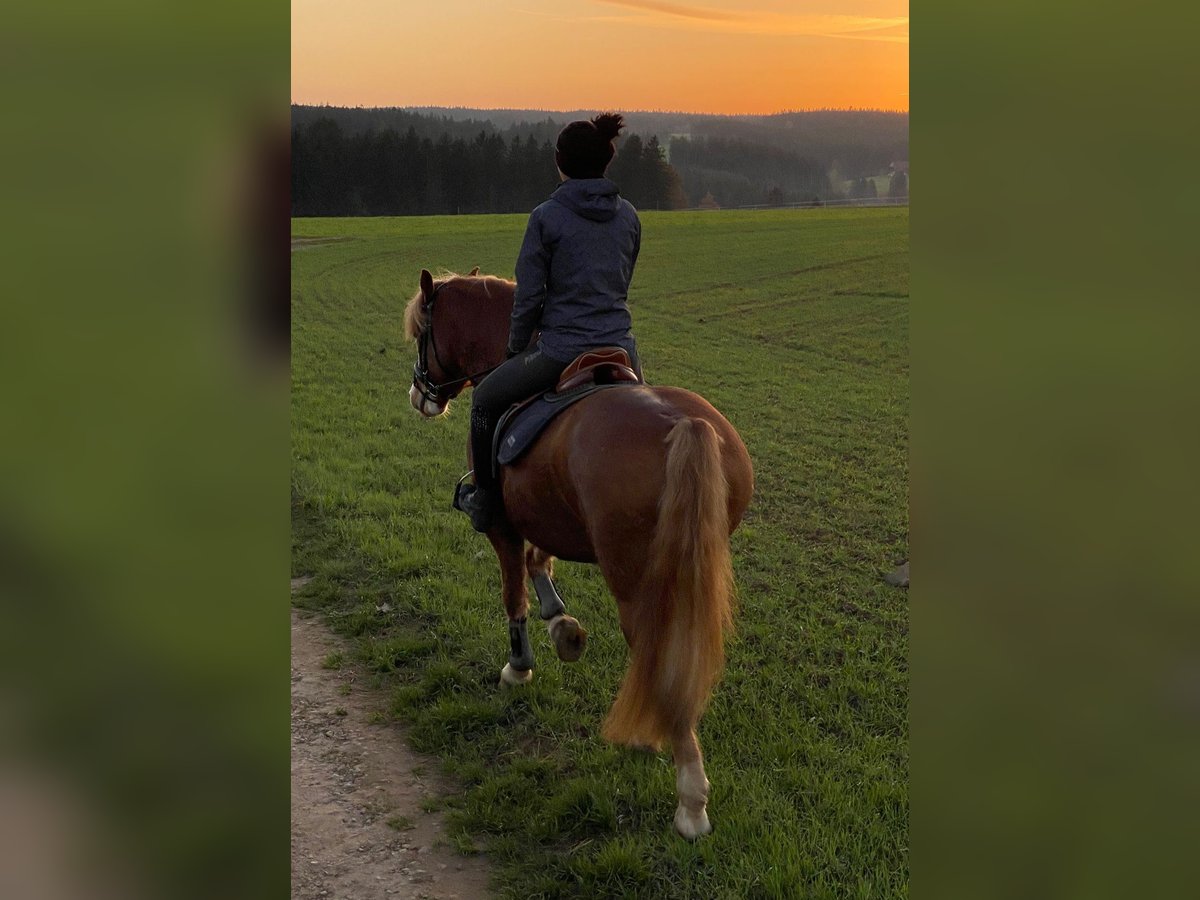 Haflinger / Avelignese Mix Castrone 9 Anni 145 cm Falbo in Königsfeld im Schwarzwald