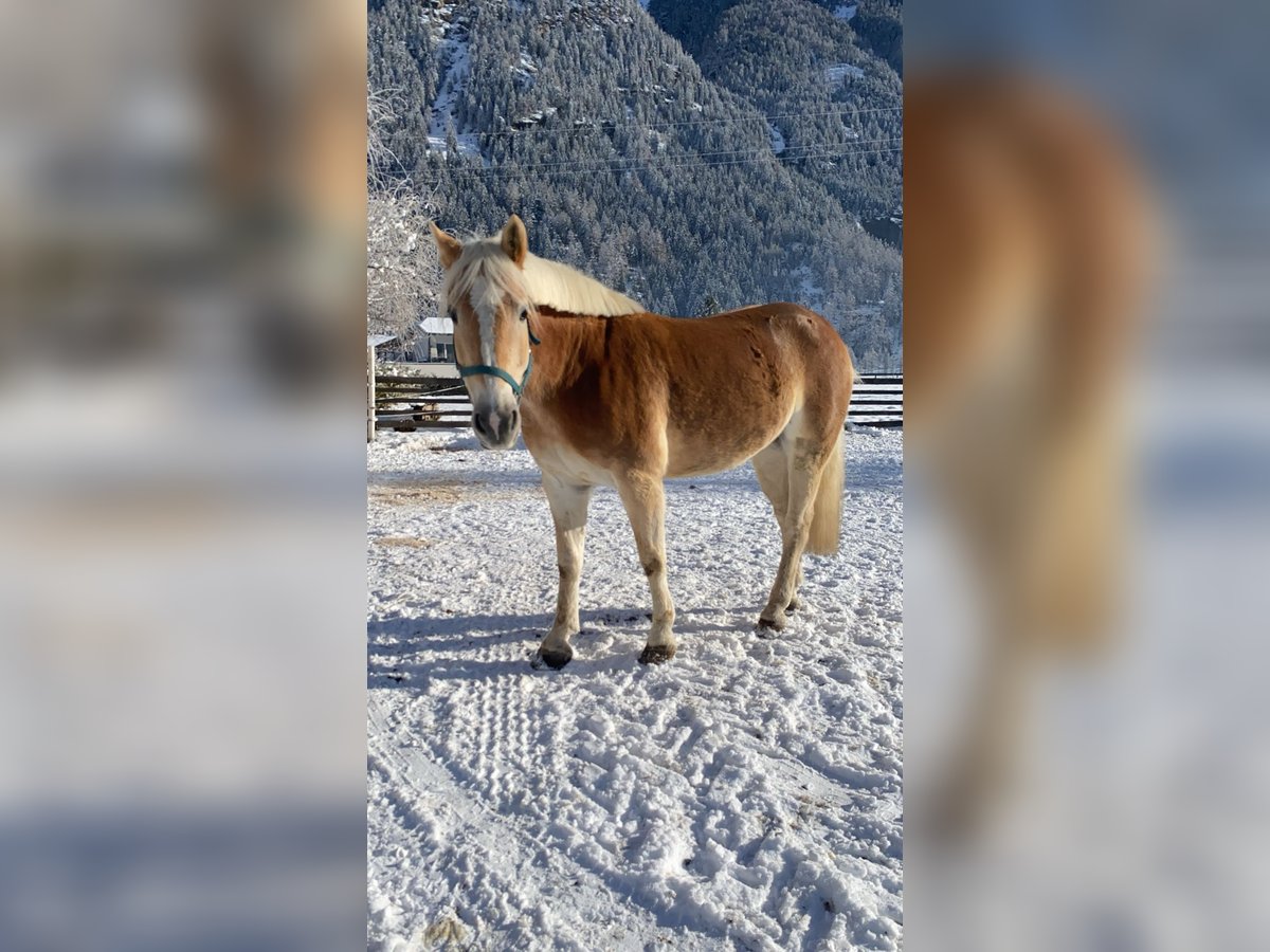 Haflinger / Avelignese Castrone 9 Anni 156 cm Sauro in Längenfeld