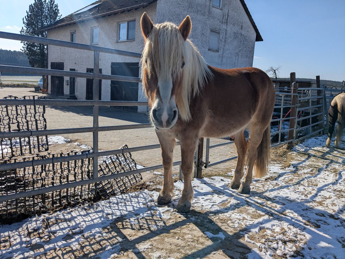 Haflinger / Avelignese Castrone 9 Anni 167 cm Baio chiaro in Rohr