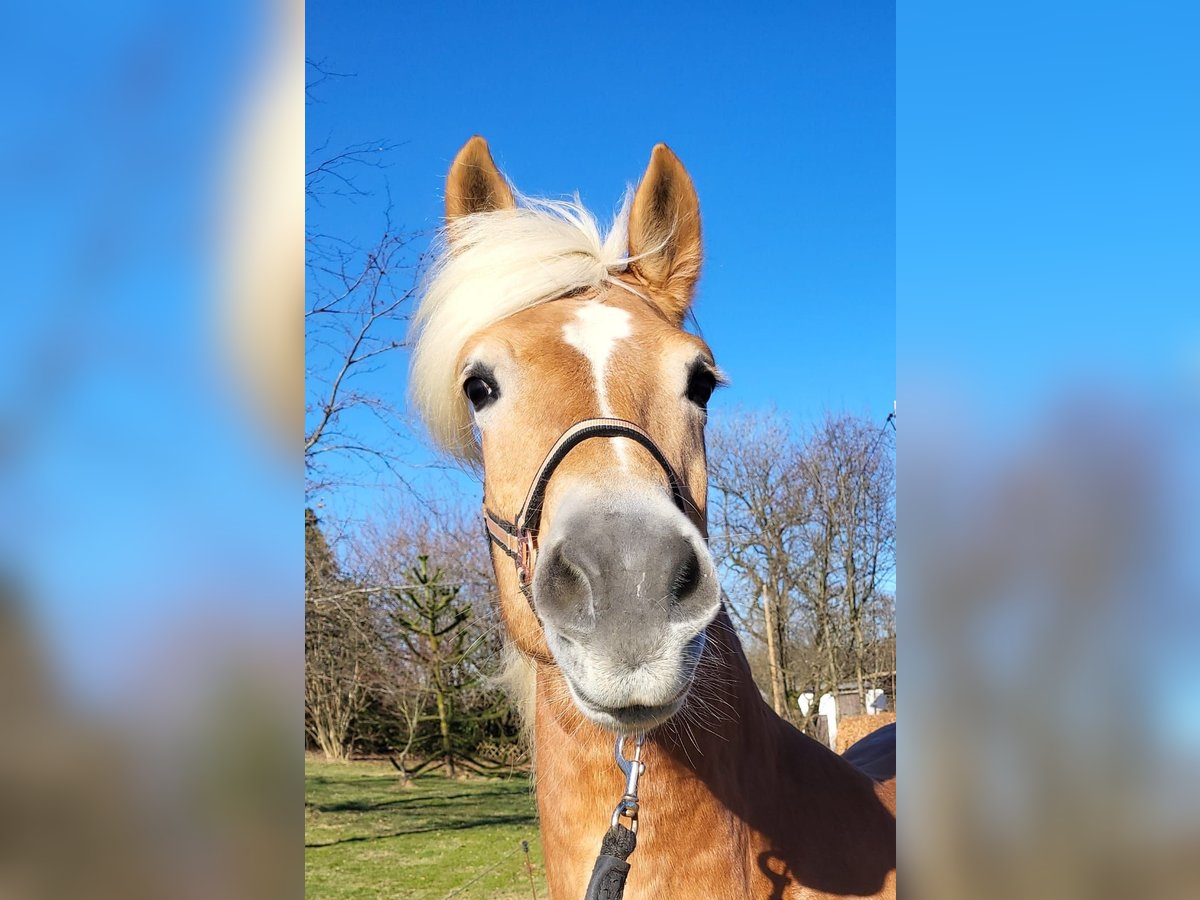 Haflinger / Avelignese Giumenta 10 Anni 146 cm Sauro in Meinerzhagen