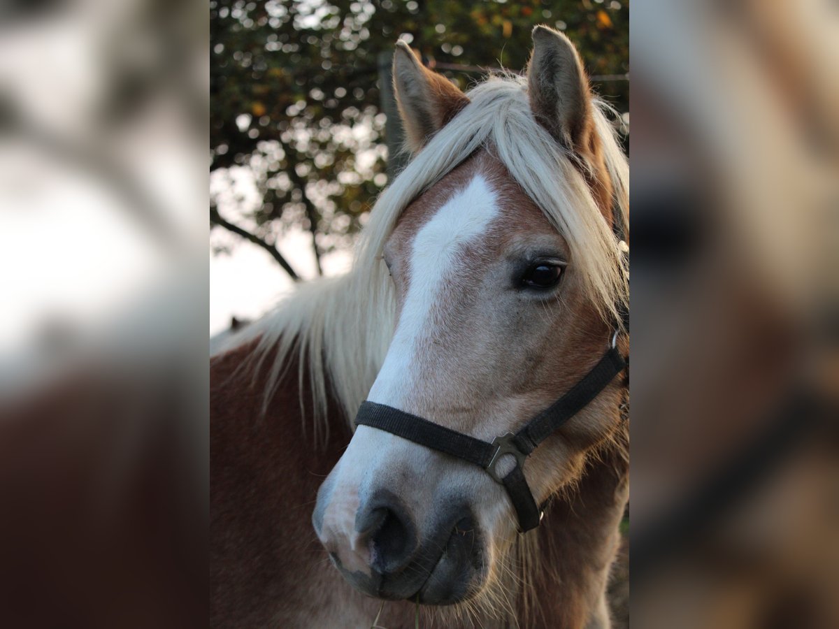 Haflinger / Avelignese Giumenta 10 Anni 148 cm in Wallern im Burgenland