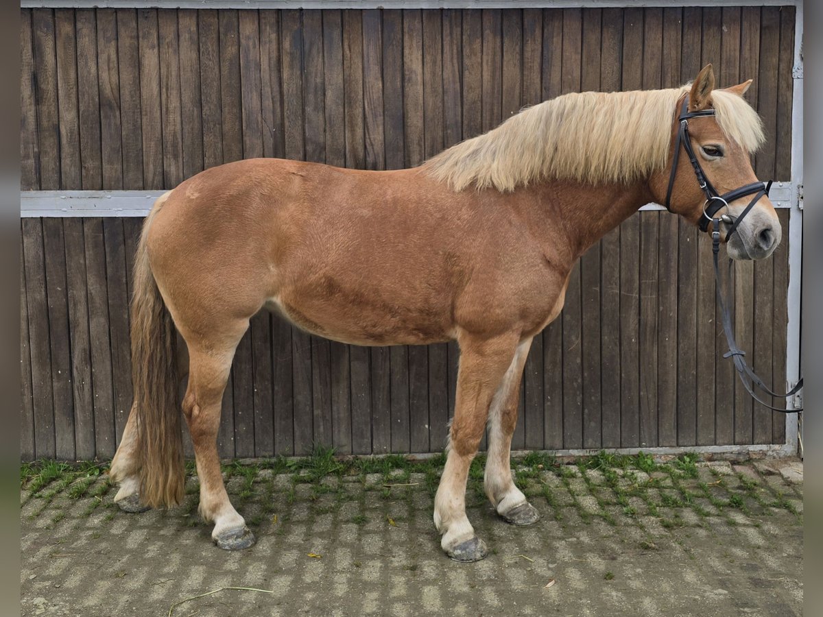 Haflinger / Avelignese Giumenta 10 Anni 152 cm Sauro in Mülheim an der Ruhr