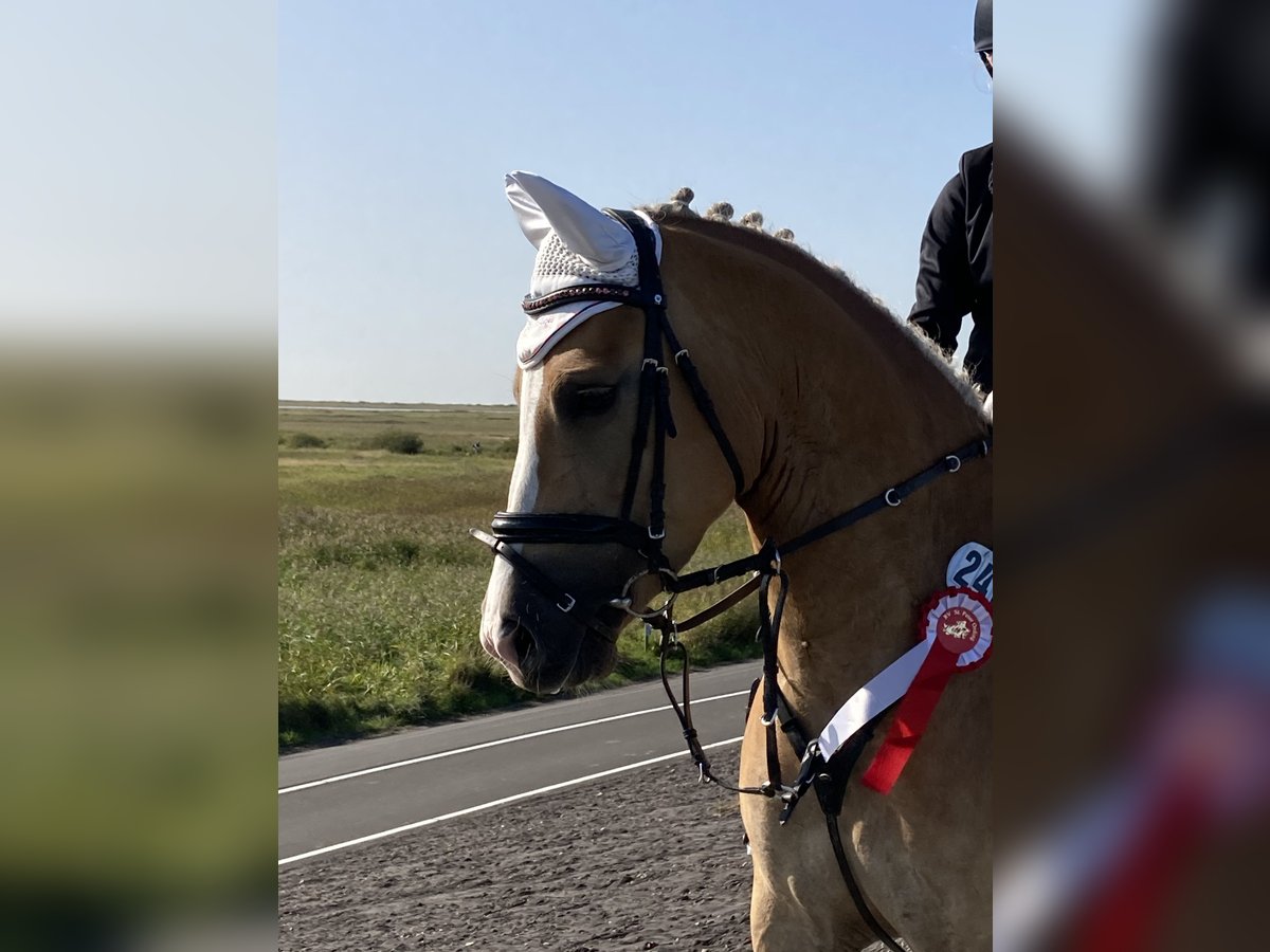 Haflinger / Avelignese Mix Giumenta 11 Anni 146 cm Palomino in Friedrichsgabekoog