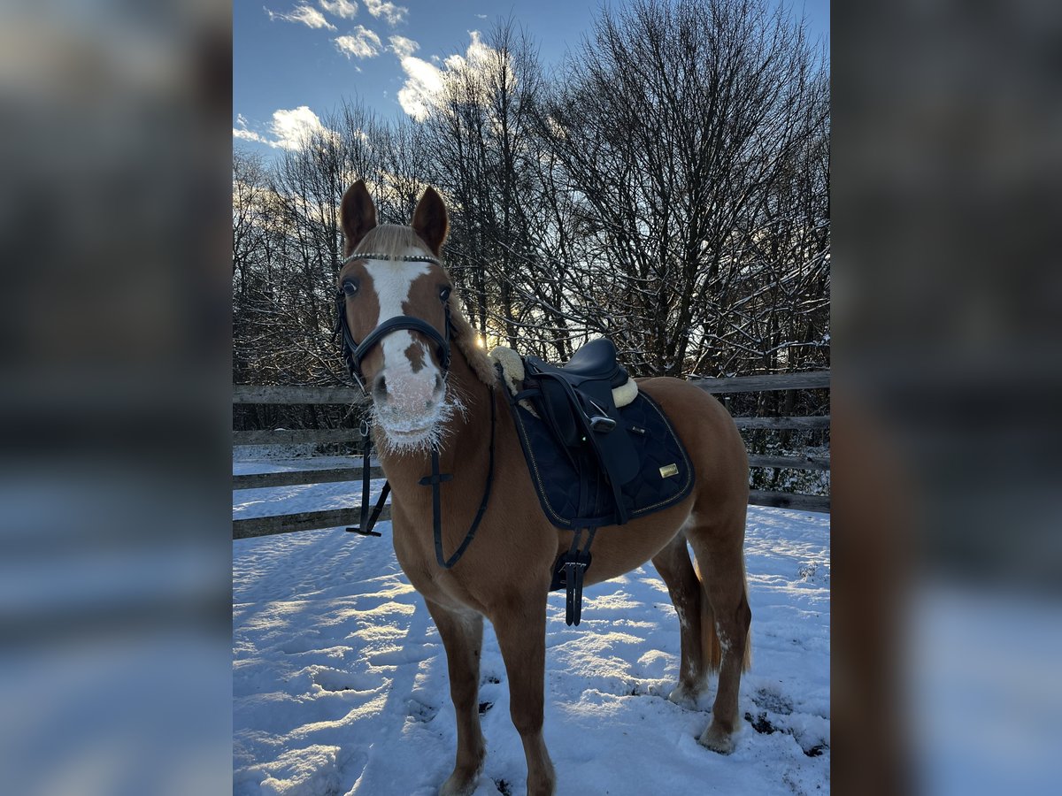 Haflinger / Avelignese Mix Giumenta 12 Anni 140 cm in Mölbling